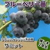 サミット　【挿し木２年生苗】　ブルーベリー苗木　ブルーベリー　苗木　挿し木