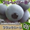 サザンオニール　【挿し木２年生苗】　ブルーベリー苗木　ブルーベリー　苗木　挿し木
