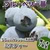ミスティー　【挿し木２年生苗】　ブルーベリー苗木　ブルーベリー　苗木　挿し木