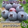 シャープブルー　【挿し木２年生苗】　ブルーベリー苗木　ブルーベリー　苗木　挿し木