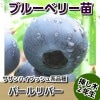 パールリバー　【挿し木２年生苗】　ブルーベリー苗木　ブルーベリー　苗木　挿し木