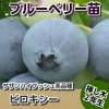ビロキシー　【挿し木２年生苗】　ブルーベリー苗木　ブルーベリー　苗木　挿し木
