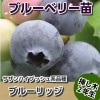 ブルーリッジ　【挿し木２年生苗】　ブルーベリー苗木　ブルーベリー　苗木　挿し木