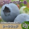 ケープフェア　【挿し木２年生苗】　ブルーベリー苗木　ブルーベリー　苗木　挿し木