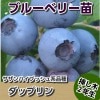 サザンダップリン　【挿し木２年生苗】　ブルーベリー苗木　ブルーベリー　苗木　挿し木