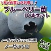 ノーザントロ　【挿し木２年生苗】　　10本セット　ブルーベリー苗木　ブルーベリー　苗木　挿し木