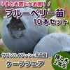 ケープフェア　【挿し木２年生苗】　10本セット　ブルーベリー苗木　ブルーベリー　苗木　挿し木