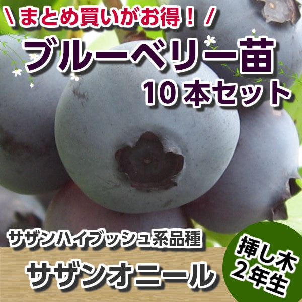サザンオニール 【挿し木2年生苗】 10本セット ブルーベリー苗木