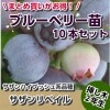 サザンリベイル　【挿し木２年生苗】　10本セット ブルーベリー苗木　ブルーベリー　苗木　挿し木
