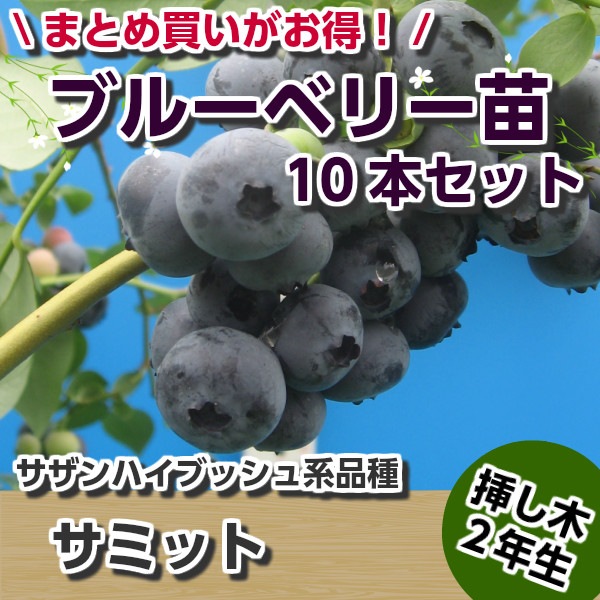 サミット 【挿し木2年生苗】 10本セット ブルーベリー苗木