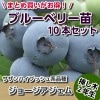 ジョージアジェム　【挿し木２年生苗】　10本セット　ブルーベリー苗木　ブルーベリー　苗木　挿し木