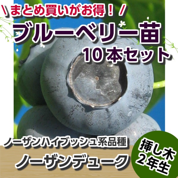 �Ρ�����ǥ塼�������ޤ��ڣ�ǯ���ġۡ�10�ܥ��åȡ��֥롼�٥꡼���ڡ��֥롼�٥꡼�����ڡ��ޤ���