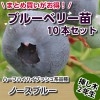 ノースブルー　【挿し木２年生苗】　10本セット　ブルーベリー苗木　ブルーベリー　苗木　挿し木