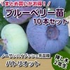 パトリオット　【挿し木２年生苗】　10本セット　ブルーベリー苗木　ブルーベリー　苗木　挿し木