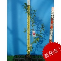 予約制（発送は11月〜）ピンクレモネード　ブルーベリー挿し木苗　10本セット　ハイブリッド品種　ブルーベリー苗木　挿し木苗