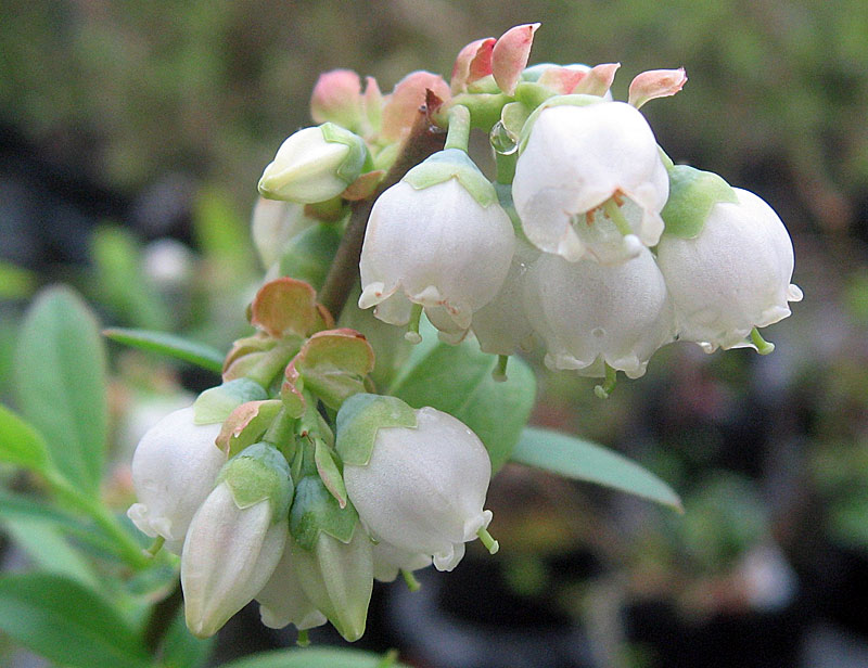 予約制（発送は11月～）ピンクレモネード ブルーベリー挿し木苗 10本