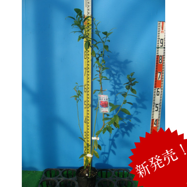 専用出品　ブルーベリー苗　Rパウダーブルー15本、ピンクレモネード15本 専用出品 ブルーベリー苗 Rパウダーブルー15本、ピンク