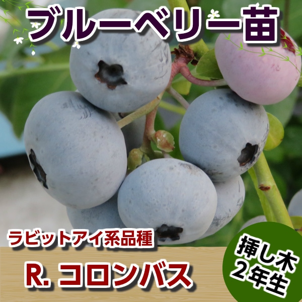 コロンバス 【挿し木2年生苗】 ブルーベリー苗木 ブルーベリー 苗木