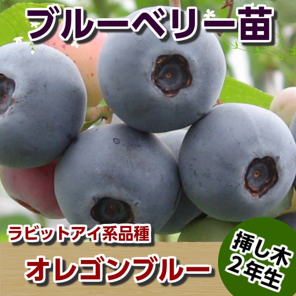 オレゴンブルー 【挿し木2年生苗】 ブルーベリー苗木 ブルーベリー