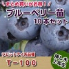 T-100 (ノビリス)　【挿し木２年生苗】　10本セット　ブルーベリー苗木　ブルーベリー　苗木　挿し木