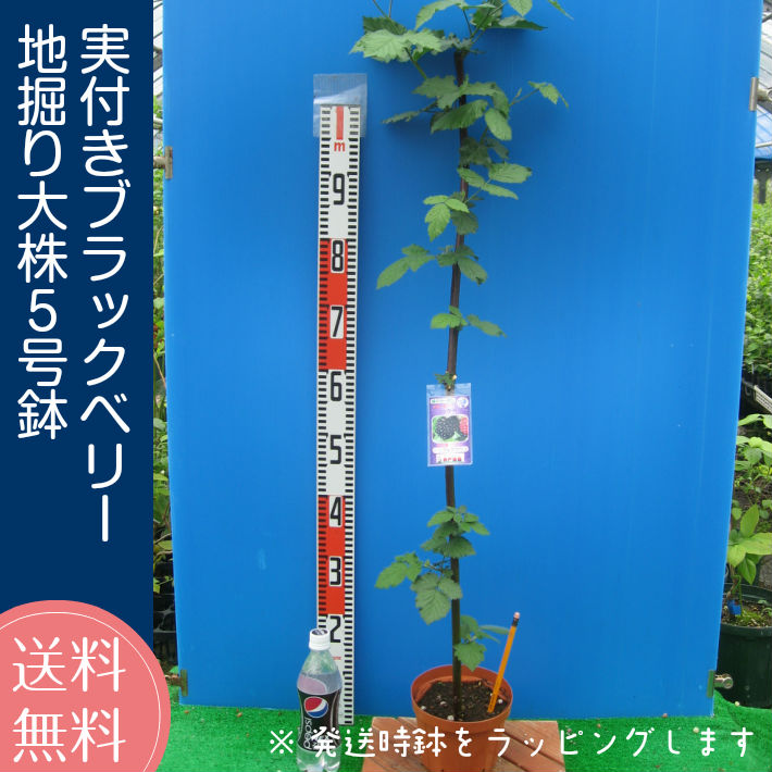 実付きブラックベリー トリプルクラウン 地堀大株苗5号鉢 父の日