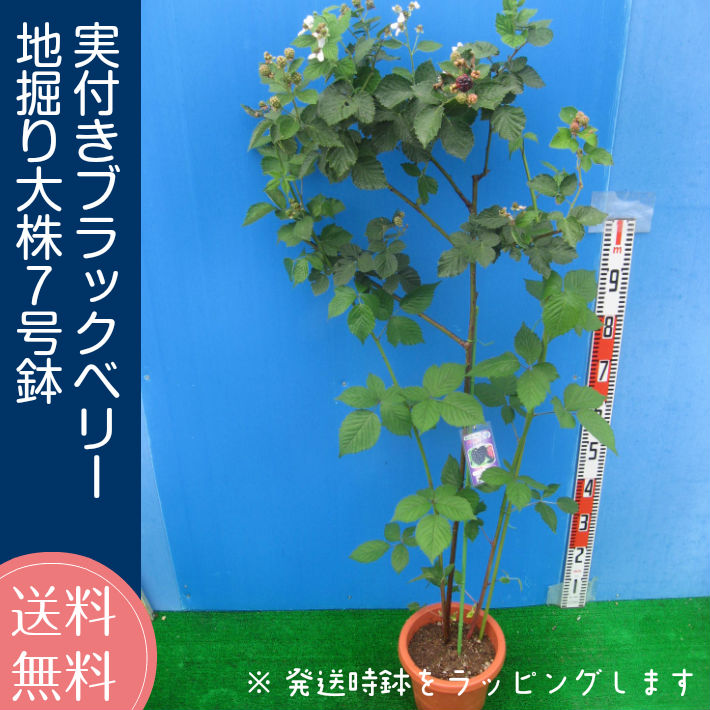 実付き ブラックベリー トリプルクラウン 7号鉢 地堀大株 父の日