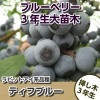ティフブルー　【挿し木３年生苗】3.5号深ポット　ブルーベリー苗木　ブルーベリー　大苗木　挿し木