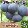 R．.オースチン　【挿し木２年生苗】　ブルーベリー苗木　ブルーベリー　苗木　挿し木