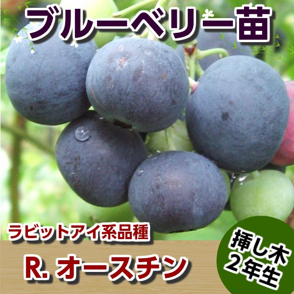 R．.オースチン 【挿し木2年生苗】 ブルーベリー苗木 ブルーベリー