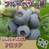 グロリア　【挿し木２年生苗】　ブルーベリー苗木　ブルーベリー　苗木　挿し木