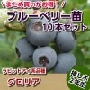 グロリア　【挿し木２年生苗】　10本セット ブルーベリー苗木　ブルーベリー　苗木　挿し木