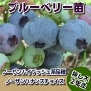 ノーザンハナンズチョイス　【挿し木２年生苗】　ブルーベリー苗木　ブルーベリー　苗木　挿し木