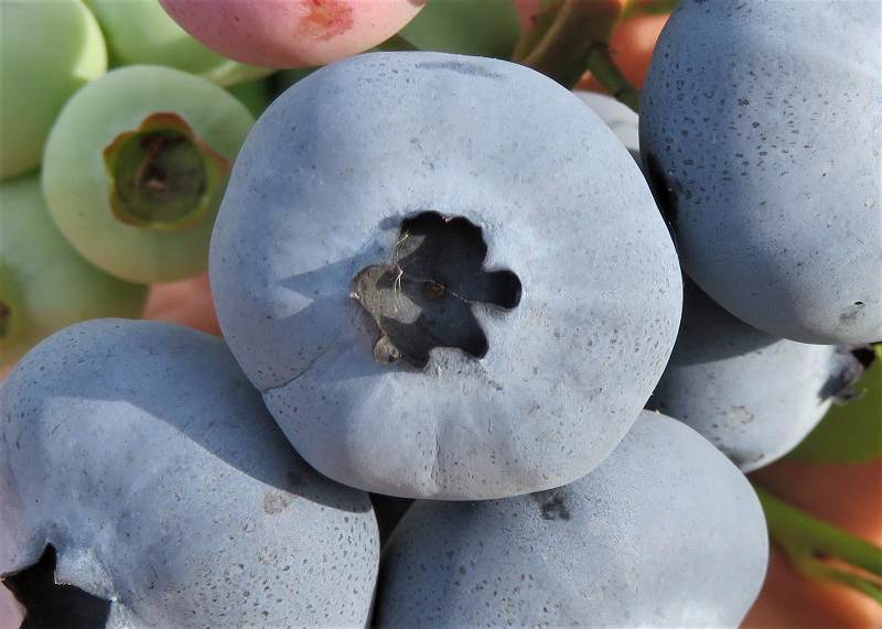 ������˥塼�ϥΡ��С������ޤ��ڣ�ǯ���ġۡ��֥롼�٥꡼���ڡ��֥롼�٥꡼�����ڡ��ޤ���