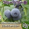 サザンデキシーブルー　【挿し木２年生苗】　ブルーベリー苗木　ブルーベリー　苗木　挿し木