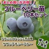 サザンデキシーブルー　【挿し木２年生苗】　10本セット　ブルーベリー苗木　ブルーベリー　苗木　挿し木