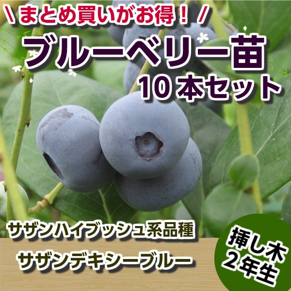 ブルーベリー苗 10本セット 楽天市場】ブルーベリー苗木10本セットの通販