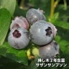 サザンサンプソン　【挿し木２年生苗】　10本セット　ブルーベリー苗木　ブルーベリー　苗木　挿し木