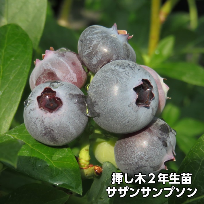 サザンサンプソン 【挿し木2年生苗】 ブルーベリー苗木 ブルーベリー