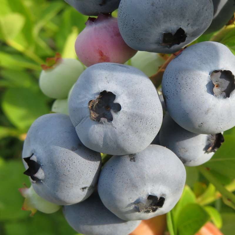 ͽ������ȯ����11����˥�����˥塼�ϥΡ��С��ʥ�����ϥ��֥å���ϡˡ��ܤ��ڣ�ǯ���ġ��֥롼�٥꡼���ڡ��֥롼�٥꡼�����ڡ��ܤ��ڡ�����