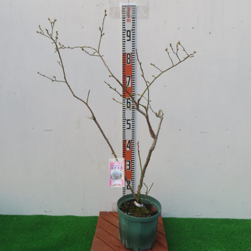 �ѡ����С�(SH)���ܤ���5��6ǯ�������ڡ�6��ȭ