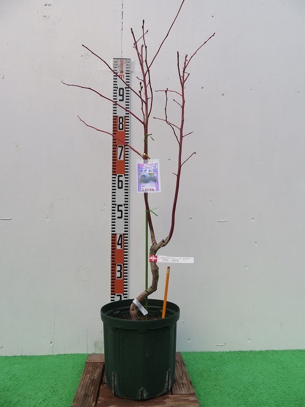 �Ρ����󥷥���(NH)���ܤ���5��6ǯ�������ڡ�6��ȭ