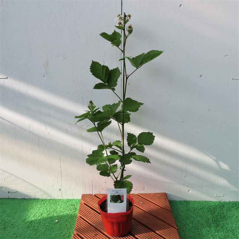 �֥�å��٥꡼�ԥȥ�ץ륯�饦��եݥå��ġ�10�ܥ��å�