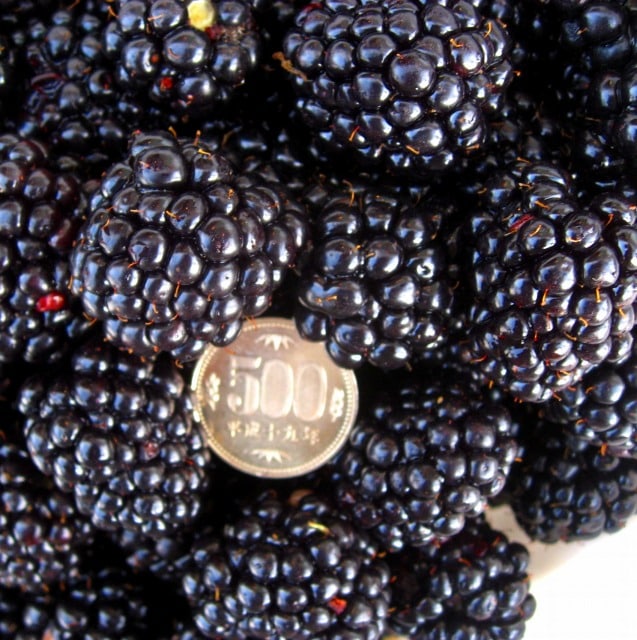 OK　ブラックベリー　トリプルクラウン　生食　1.2㌔( クール便対応) 小梅様専用 ブラックベリー トリプルクラウン 生食1.2㌔2個