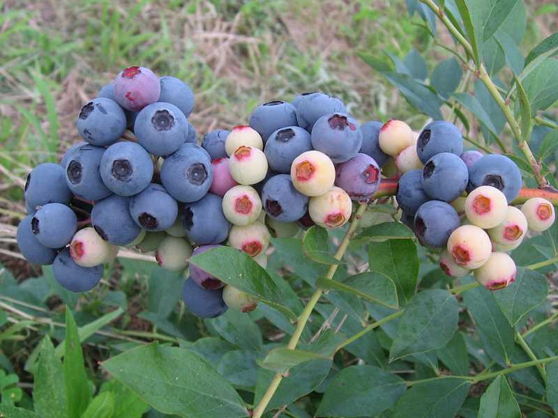 ��,�Х�ɥ�������ޤ��ڣ�ǯ���ġ�5��ݥåȡ��֥롼�٥꡼���ڡ��֥롼�٥꡼�������ڡ��ޤ���