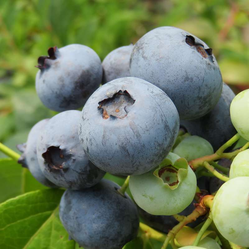 �����󥢡���󡡡��ޤ��ڣ�ǯ���ġۡ��֥롼�٥꡼���ڡ��֥롼�٥꡼�����ڡ��ޤ���