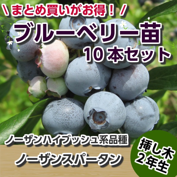 �Ρ����󥹥ѡ����󡡡��ޤ��ڣ�ǯ���ġۡ�10�ܥ��åȡ��֥롼�٥꡼���ڡ��֥롼�٥꡼�����ڡ��ޤ���