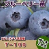 T-100 (ノビリス)　【挿し木２年生苗】　ブルーベリー苗木　ブルーベリー　苗木　挿し木