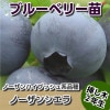 ノーザンシェラ　【挿し木２年生苗】　ブルーベリー苗木　ブルーベリー　苗木　挿し木