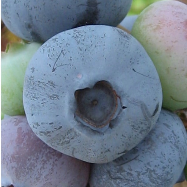 �Ρ���������������ޤ��ڣ�ǯ���ġۡ��֥롼�٥꡼���ڡ��֥롼�٥꡼�����ڡ��ޤ���