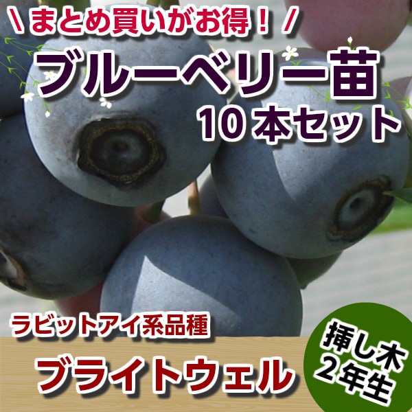 �֥饤�ȥ����롡���ޤ��ڣ�ǯ���ġۡ�10�ܥ��åȡ��֥롼�٥꡼���ڡ��֥롼�٥꡼�����ڡ��ޤ���